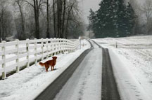 the driveway february 2008