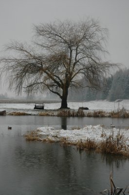 farm lake in winter