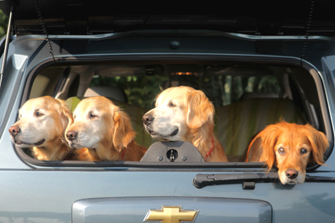 Golden Retriever Pups