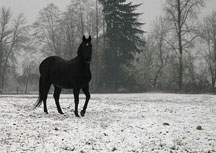 Horse in the snow