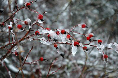 rose hips in the snow