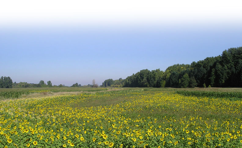 sunflowers