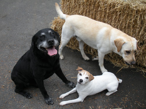 three dogs
