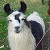 Izzy the llama is a very curious creature.  She loves to come up close and inspect you and your camera!