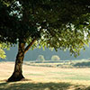 Sauvie Island Ash trees provide lovely shade on the farm