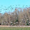 Thousands of geese and sandhill cranes lift off from one of the farm fields