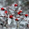 Rosehips in ice