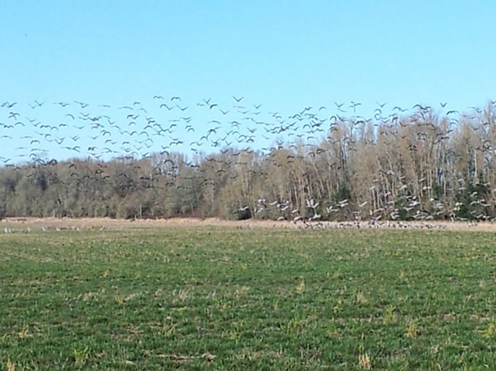 geese flying on farm