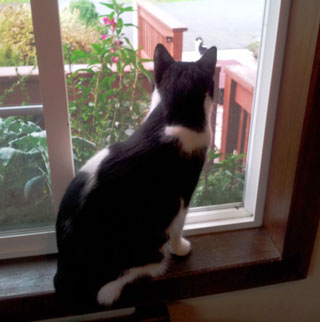 Rafe at the window