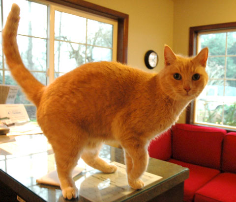 Tiger on counter