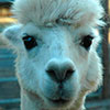 Candice (the white alpaca) is very sweet.