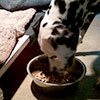 Stella the dalmation eating breakfast in her cozy run