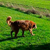 Cheddar enjoying running in the farm fields