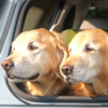 Golden retriever pups