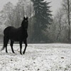 horse in snow