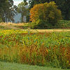 fields and trees