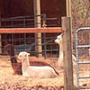 Llamas and alpacas 'cushing' next to the llama shed