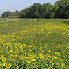 field of sunflowers