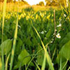 Wapato in marshy area